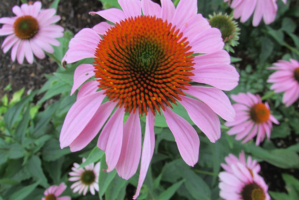 The 12 Best Native Plants For Stormwater Management in
